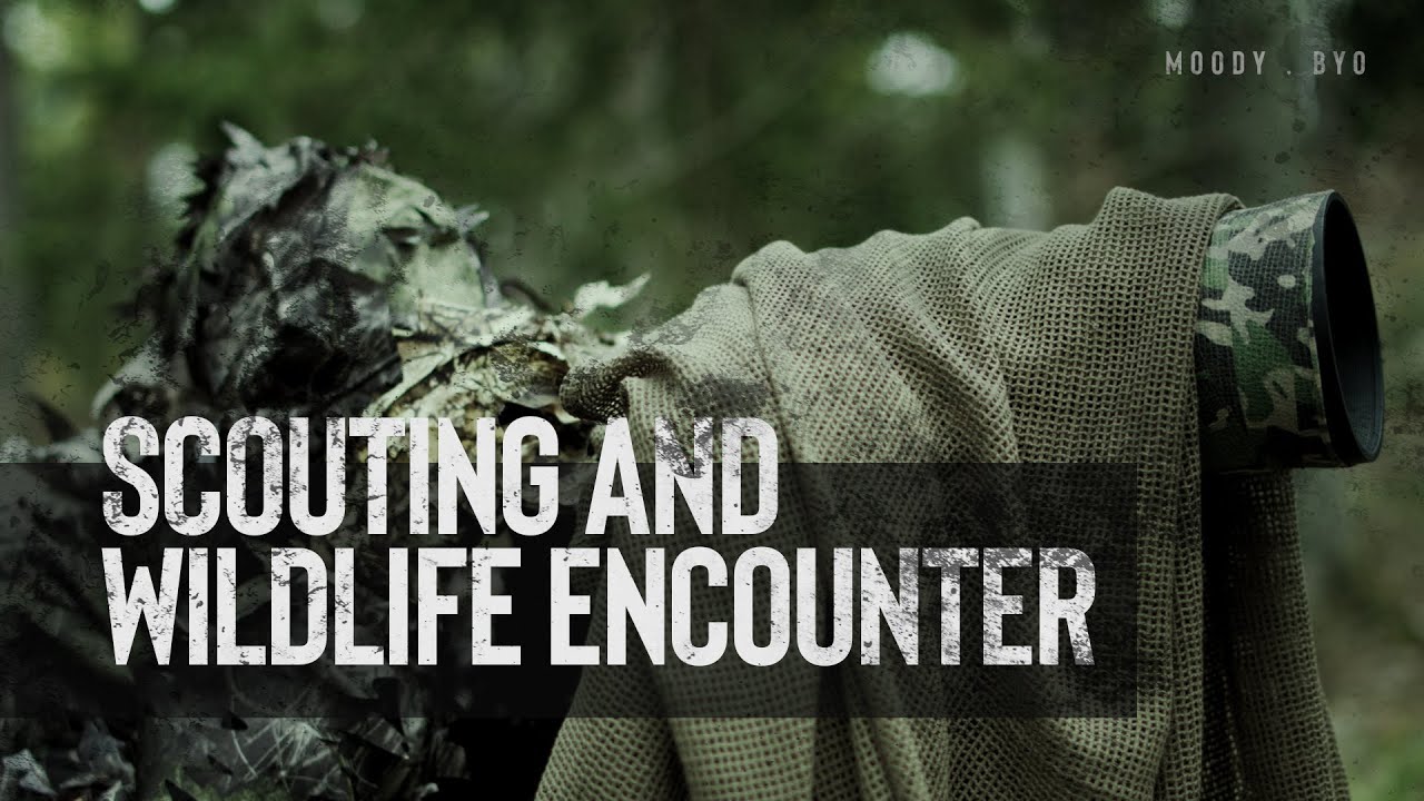 Scouting MOOSE and WILD BOAR | Wildlife photography