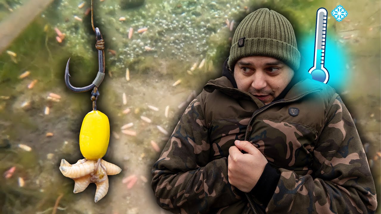 Przypon na zimowe karpie❄️ MAGGOT RIG🪱 Fox Carp fishing