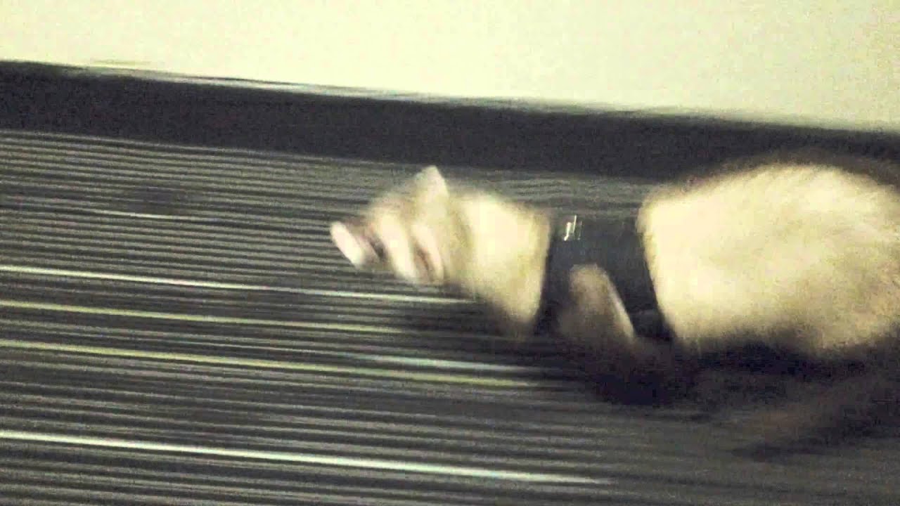 Ferret running home