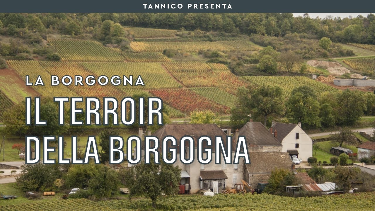 Il terroir della Borgogna e il segreto dei suoi grandi vini | Tannico Flying School