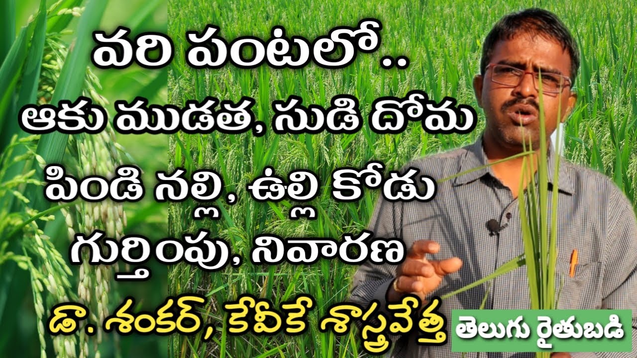వరిలో పలు తెగుళ్ల గుర్తింపు, నివారణ | Disease Management in Paddy | రైతు బడి
