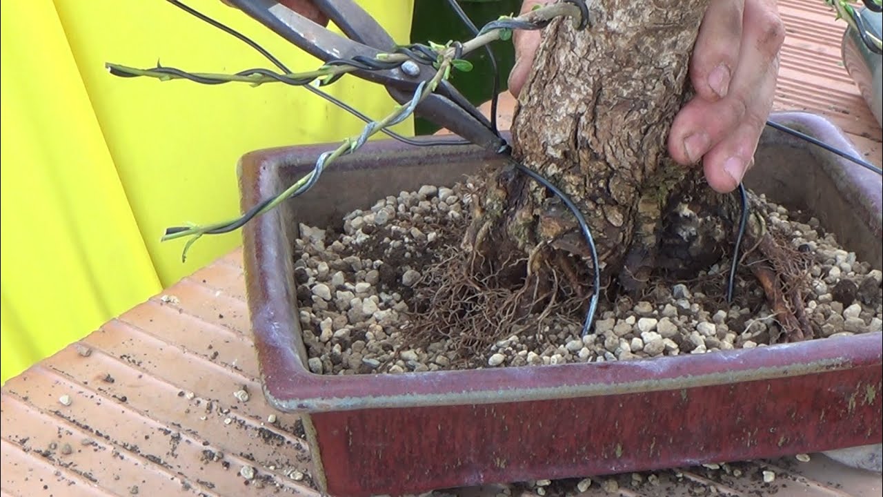 C&oacute;mo anclar un bonsai