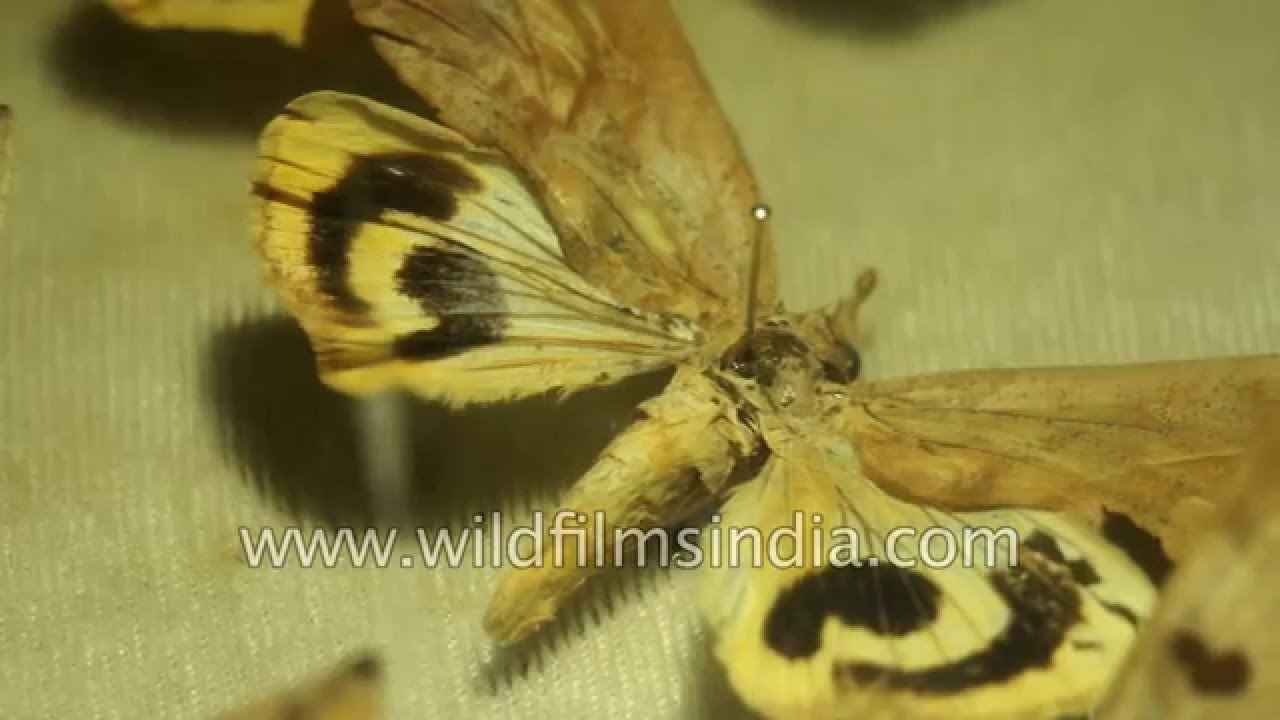 Rare collection of Emperor Moths - India