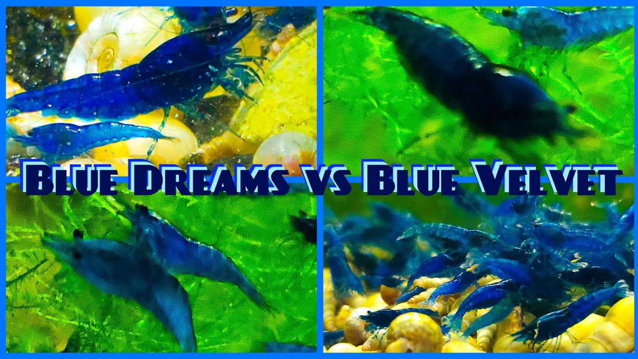 Blue Dreams Versus Blue Velvet - Blue Neocaridina Shrimp Names and What Does it Mean?