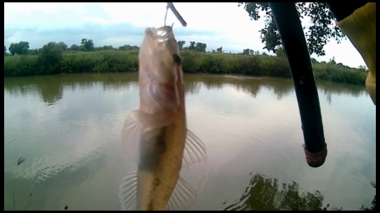 Mancing ikan Rucah