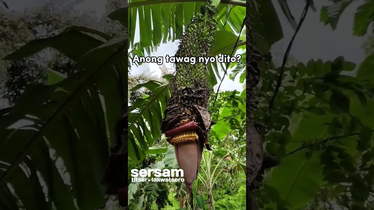 Ano ang tawag dito mga kalakwatSERs? Maraming saging sersam TV #sersamtv