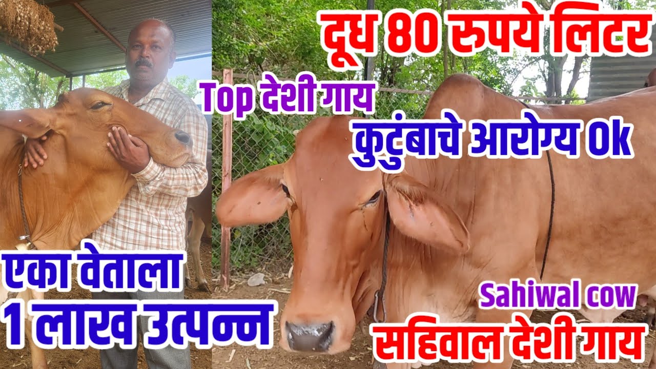 दूध 80 रुपये लिटर,एका वेताला 1 लाख उत्पन्न,Top देशी गाय, sahiwal_cow,कुटुंबाचे आरोग्य Ok,visionvarta