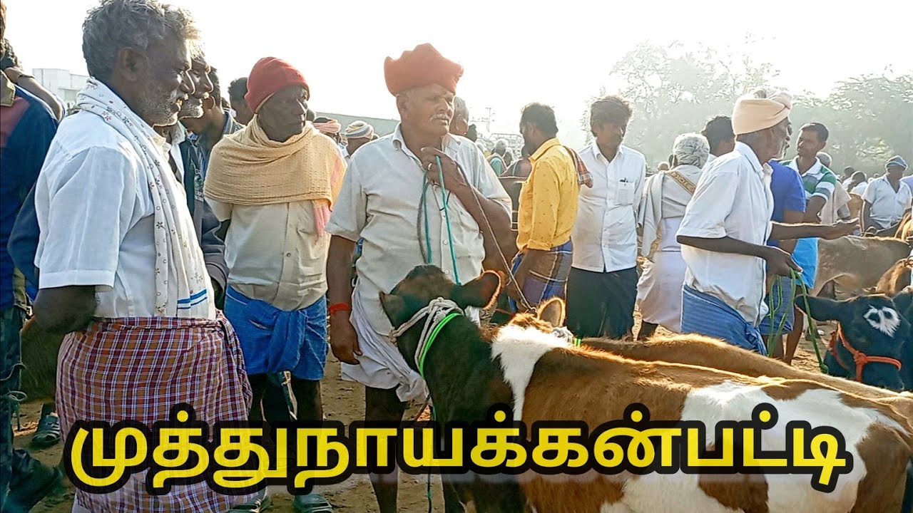 முத்துநாயக்கன்பட்டி மாட்டுசந்தை சேலம் மாவட்டம்/cow market.