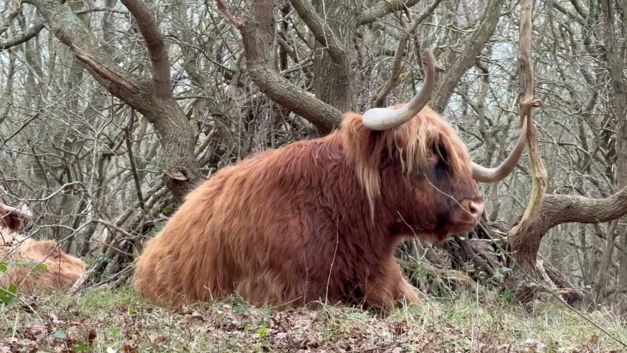 Schottische Hochlandrinder im Naturpark Hollandse Duinen im Dezember 2024 Scottish Highland cattle