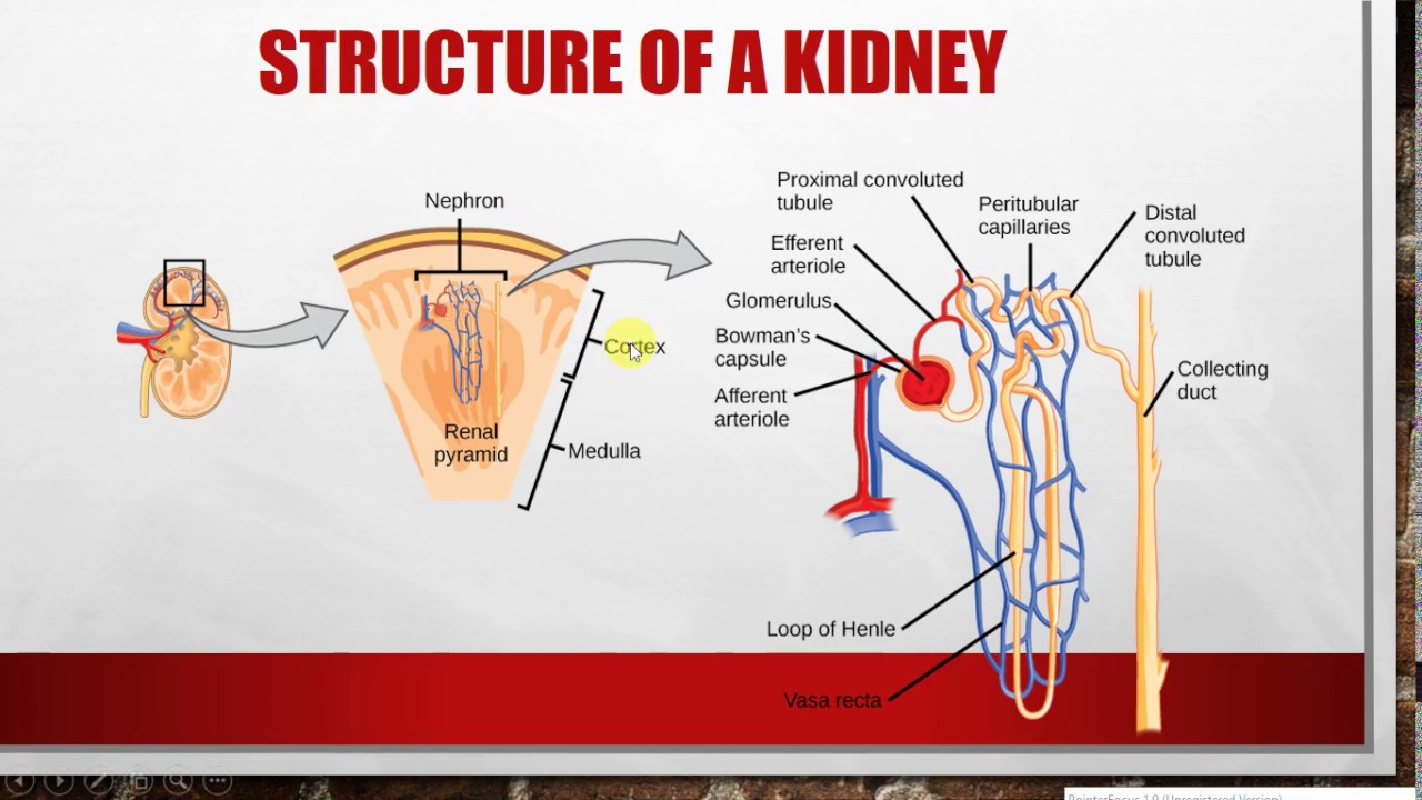 IGCSE BIOLOGY REVISION [Syllabus 13] Excretion part 1