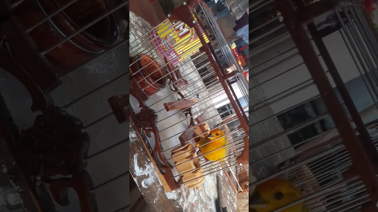 el propio fantasma canario criollo