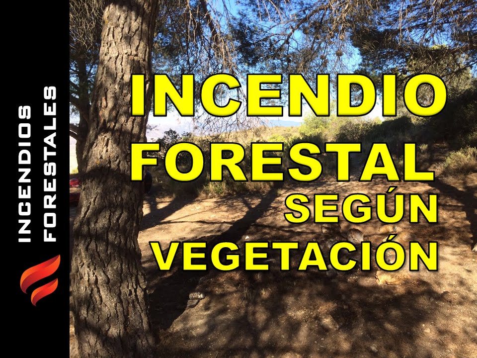 Clasificaci&oacute;n de los incendios forestales seg&uacute;n la vegetaci&oacute;n