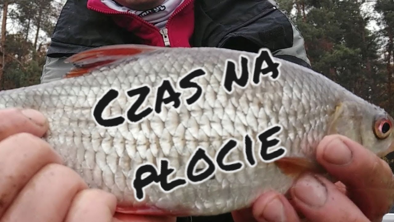 Płocie na odległościówkę, match,  łowisko specjalne odc. 45