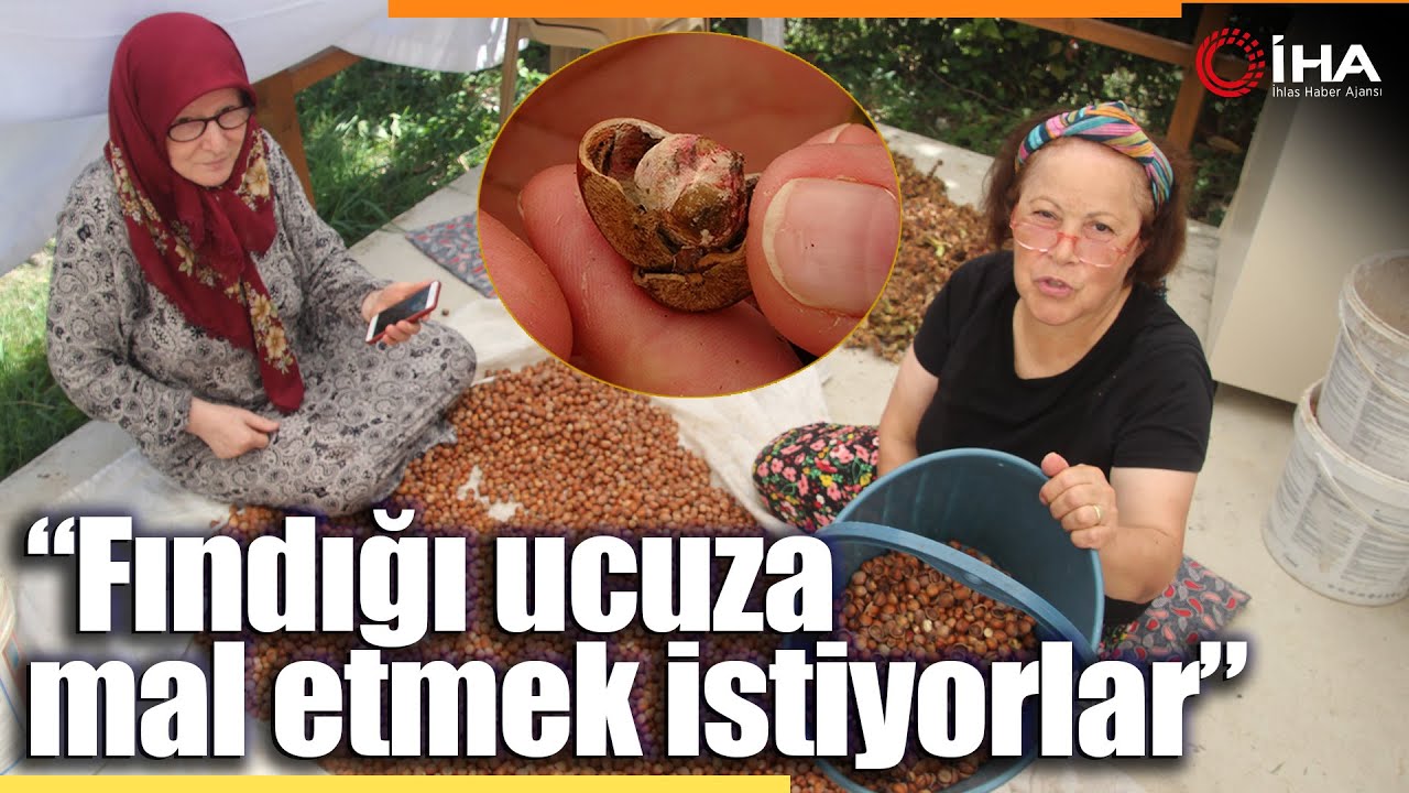 Ordu'da Kahverengi Kokarca Fındığı Vurdu