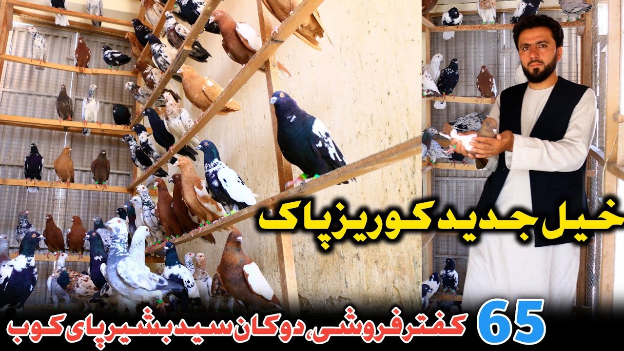 خیل جدید کوریز پاک|پیشکش سارا بازان| 65 کفتر فروشی به شرط وضمانت دوکان سید بشیر|کفترهای ارزان و جنگی