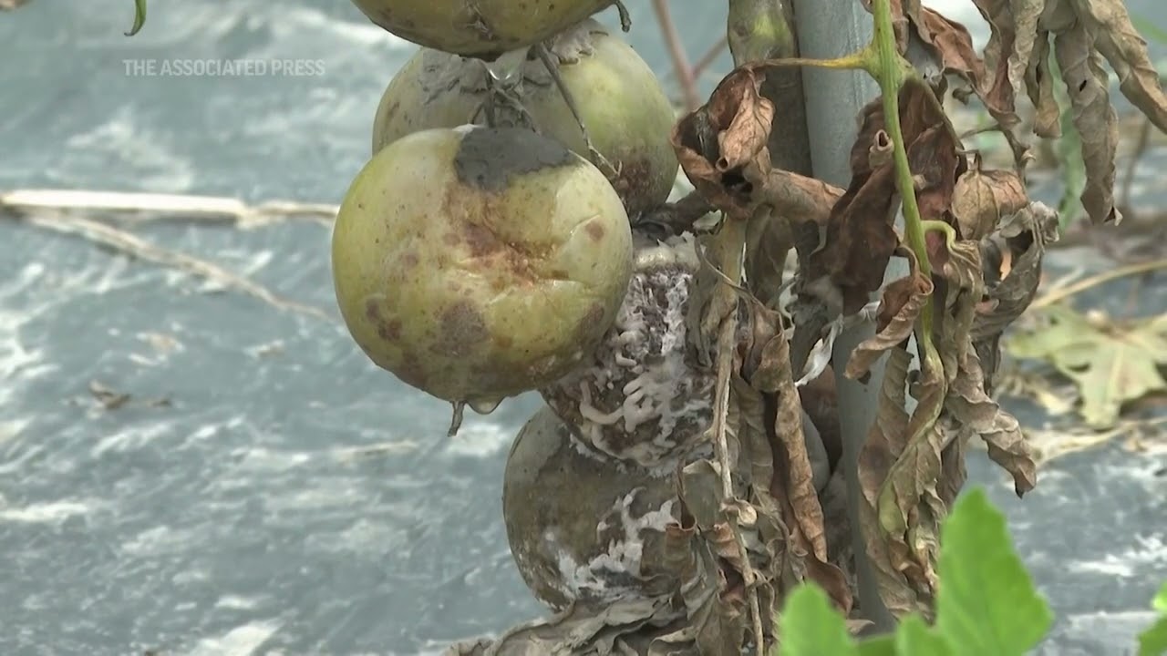 Northeast floods devastate struggling farmers
