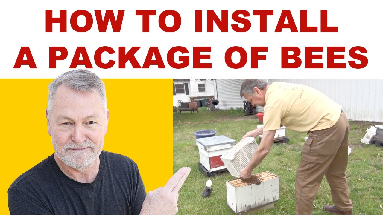 Beekeeping | TIPS On How To Install A Package Of Bees