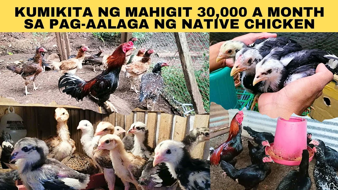 Kumikita ng mahigit 30,000 a month sa pag-aalaga ng native chicken