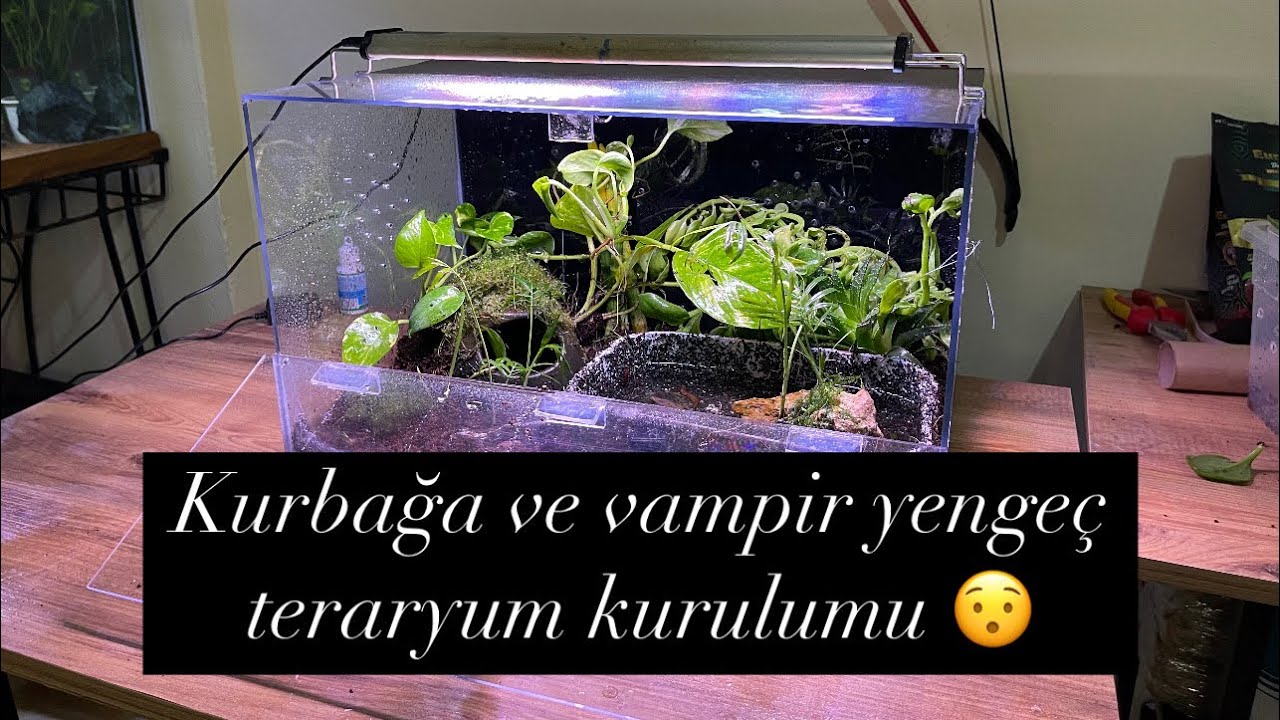 Kurbağa ve vampir Yengeç Teraryumu Basit düzen 💯