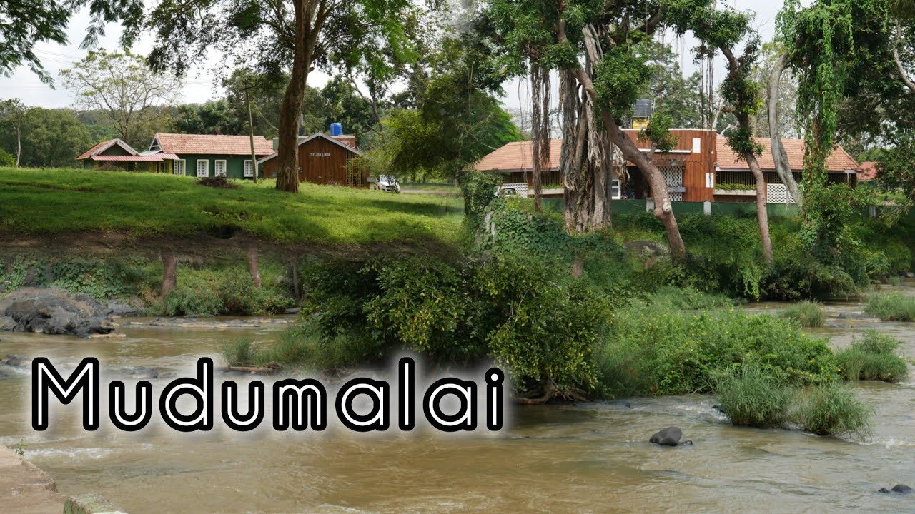 Mudumalai | Tiger Reserve | Theppakadu Log house | Heaven of Nilgiri's District Tamilnadu | 4K