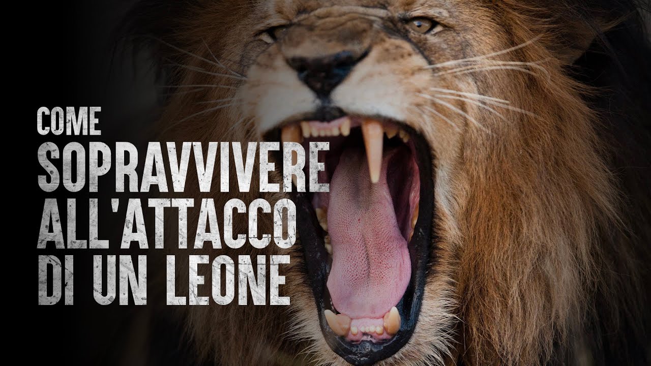 Come sopravvivere all'attacco di un leone