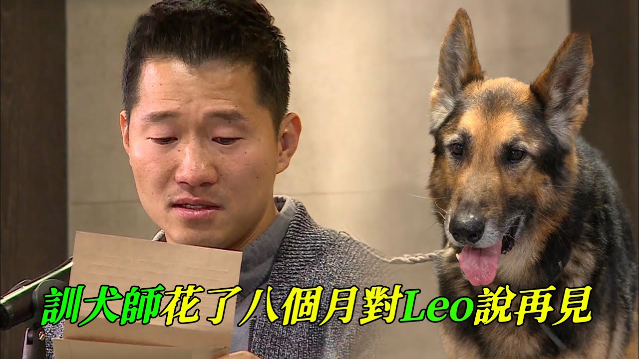 狗狗離世，主人需要多久才能釋懷？訓犬師用了八年找回leo，又用了八個月對它說再見，一切畫上了圓滿的句號