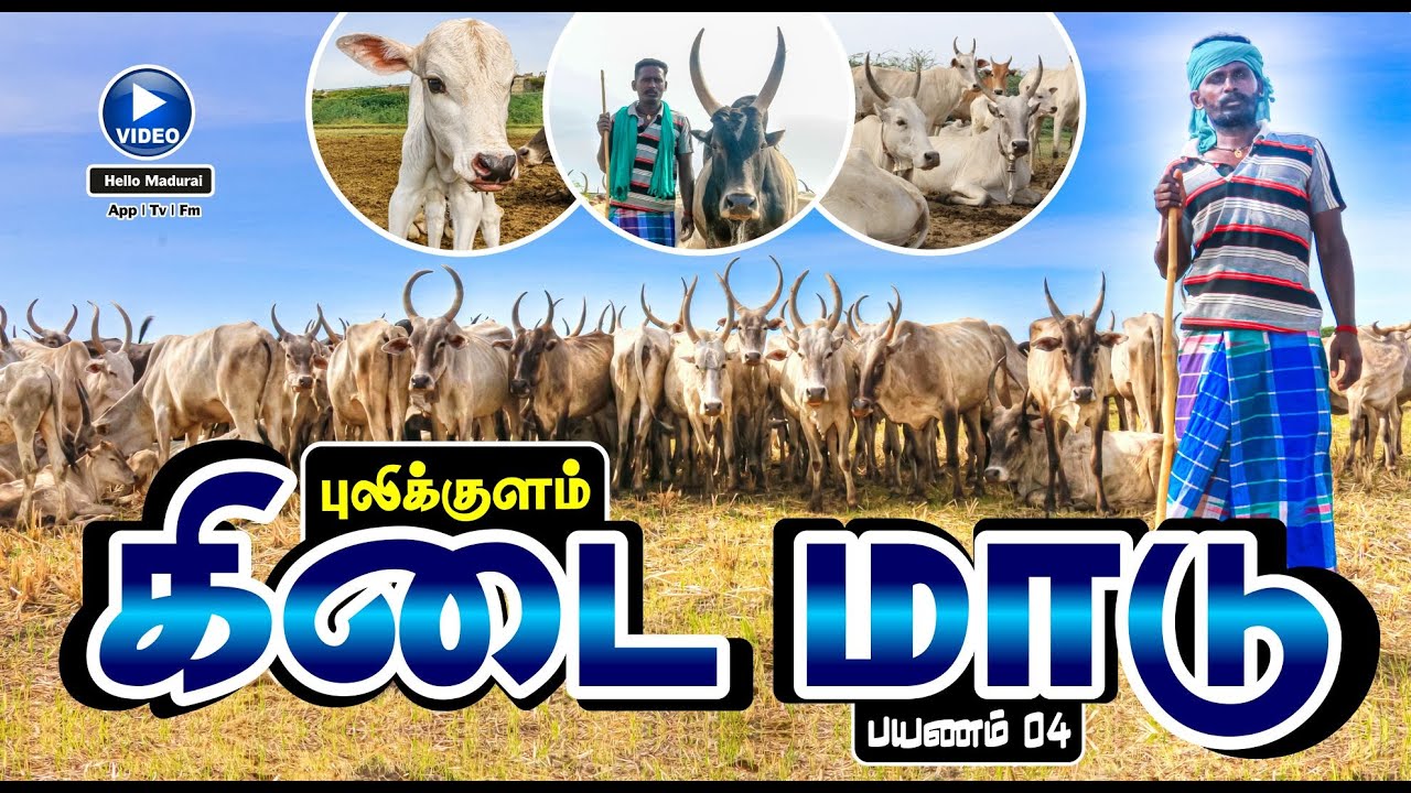 புலிக்குளம் கிடைமாடு | மனப்பட்டி கிடைமாடு | கீதாரி வாழ்க்கை பயணம் 04 | Hello Madurai | Tv | Fm | Web