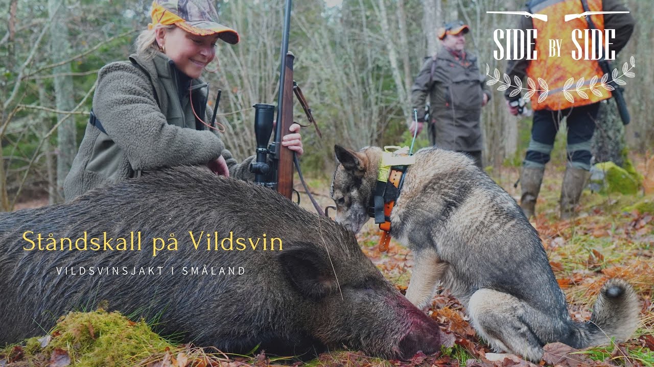 SideBySide - Ståndskall på vildsvin i Småland!