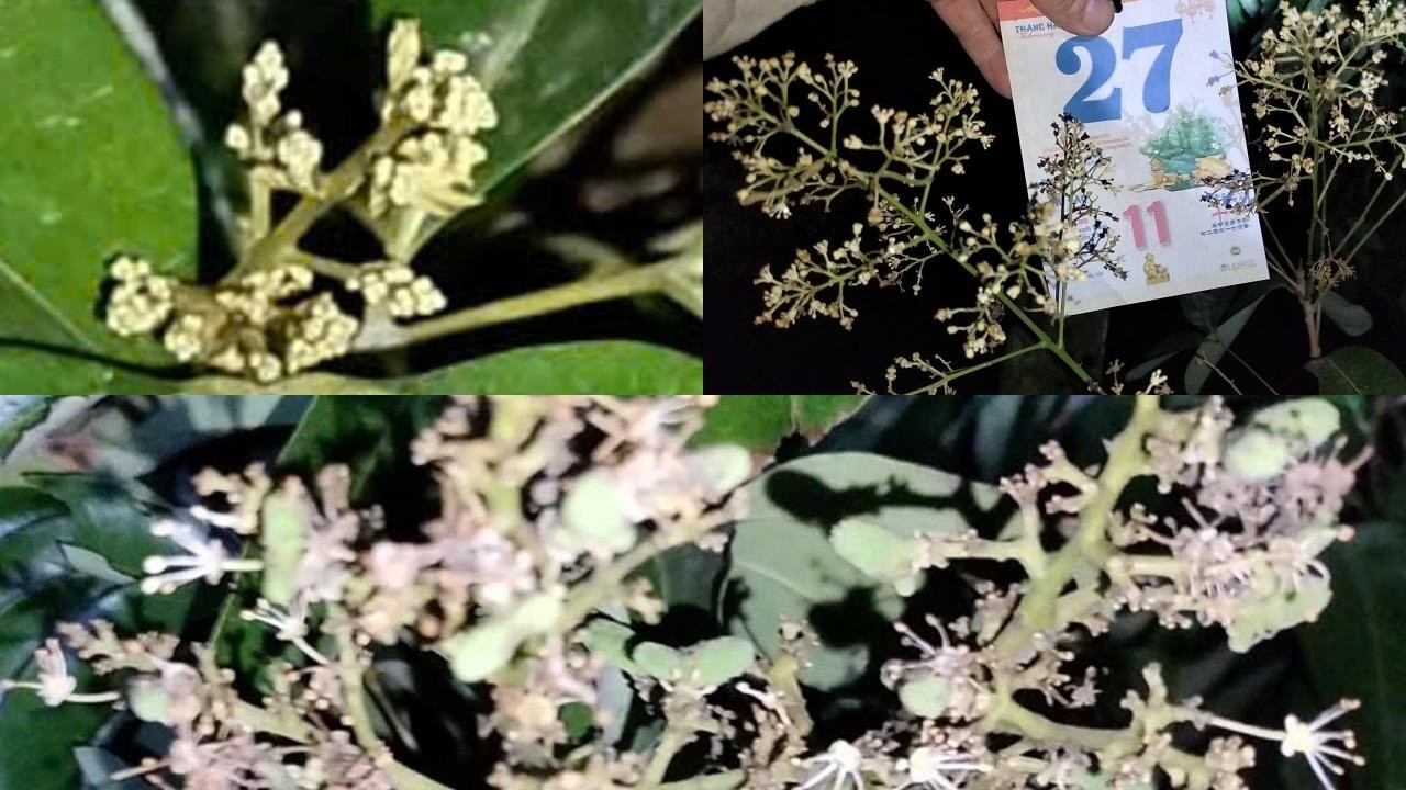Sai lầm của người làm vải là chăm sóc hoa qua tốt dẫn đến đậu quả kém?