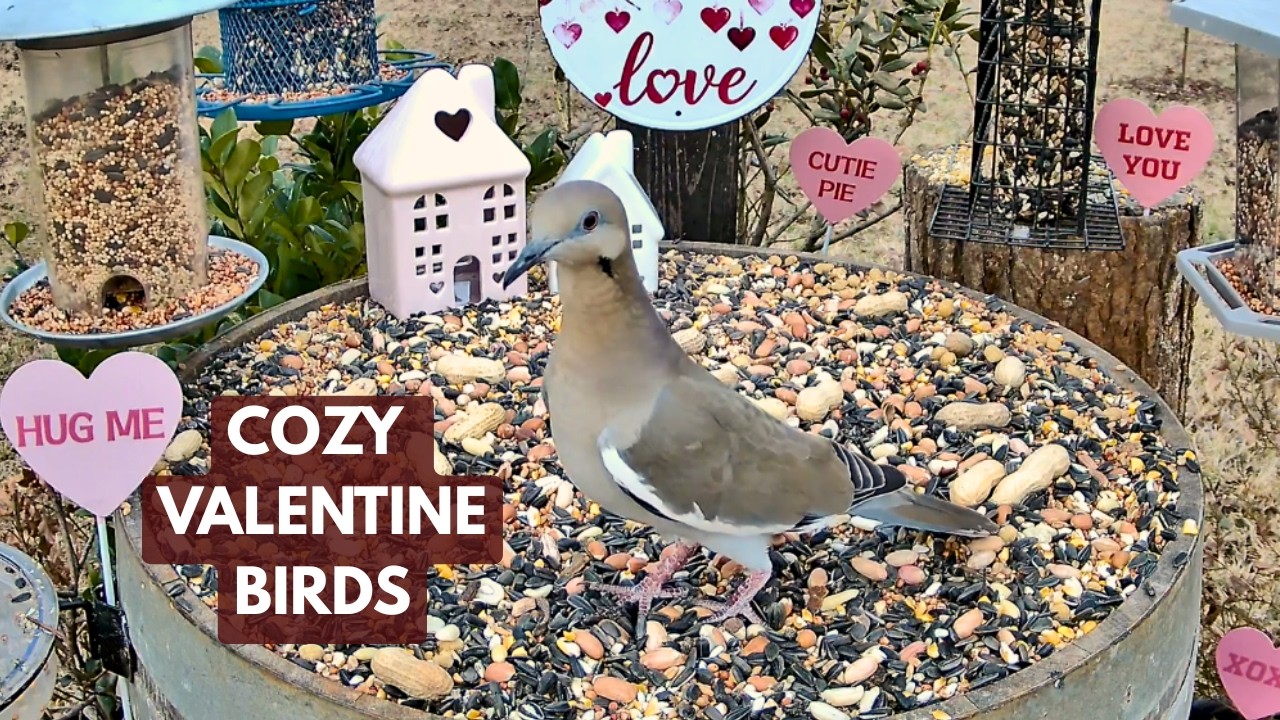 💗 Valentine LIVE Morning Bird Cam | East Texas Cardinals & Backyard Birds ☕🐦 | Birds Y’all Live