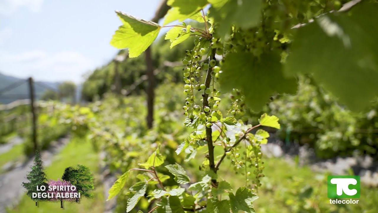 Lo spirito degli alberi: frutti antichi, mirtilli e ribes