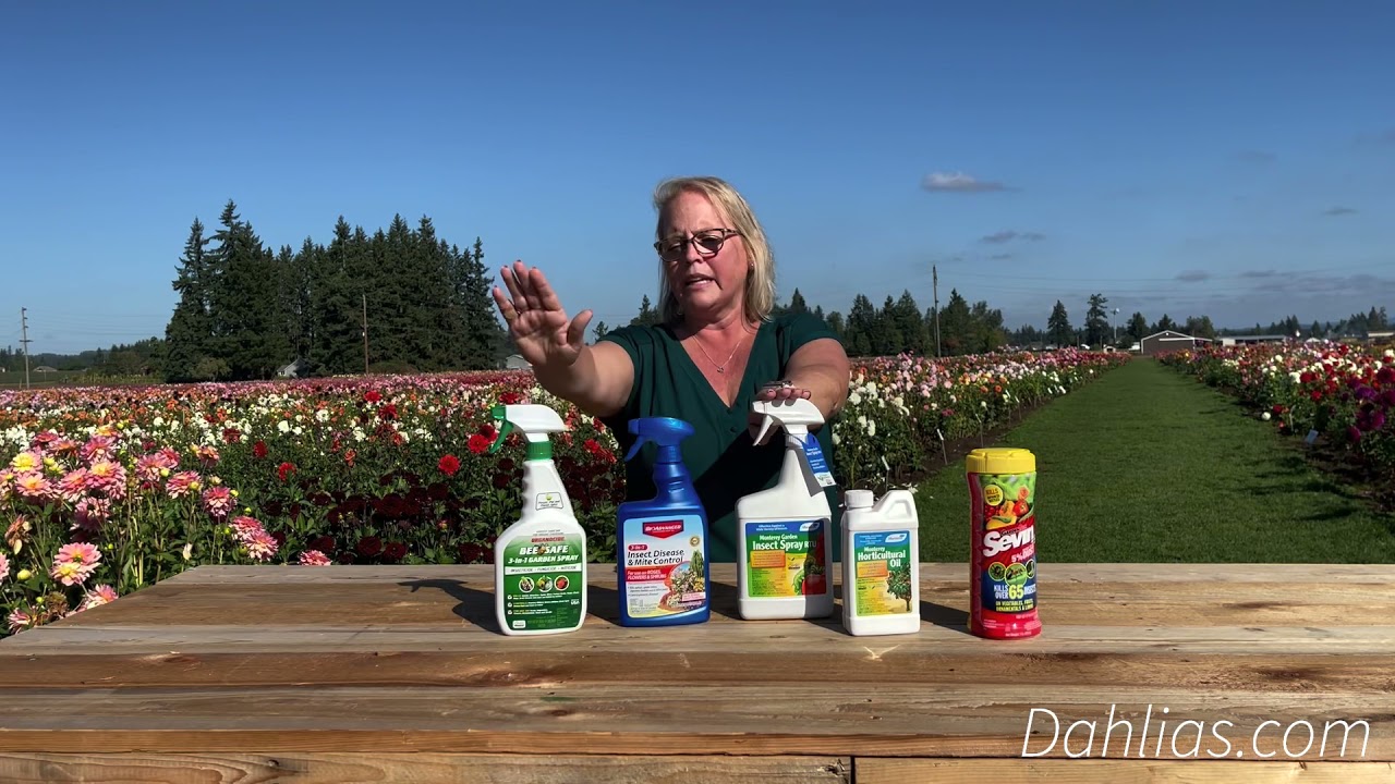 Dahlias 101 - Spraying
