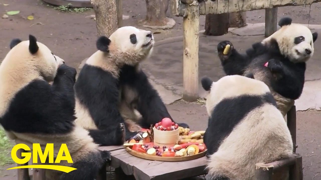 Meet China’s beloved celebrity pandas