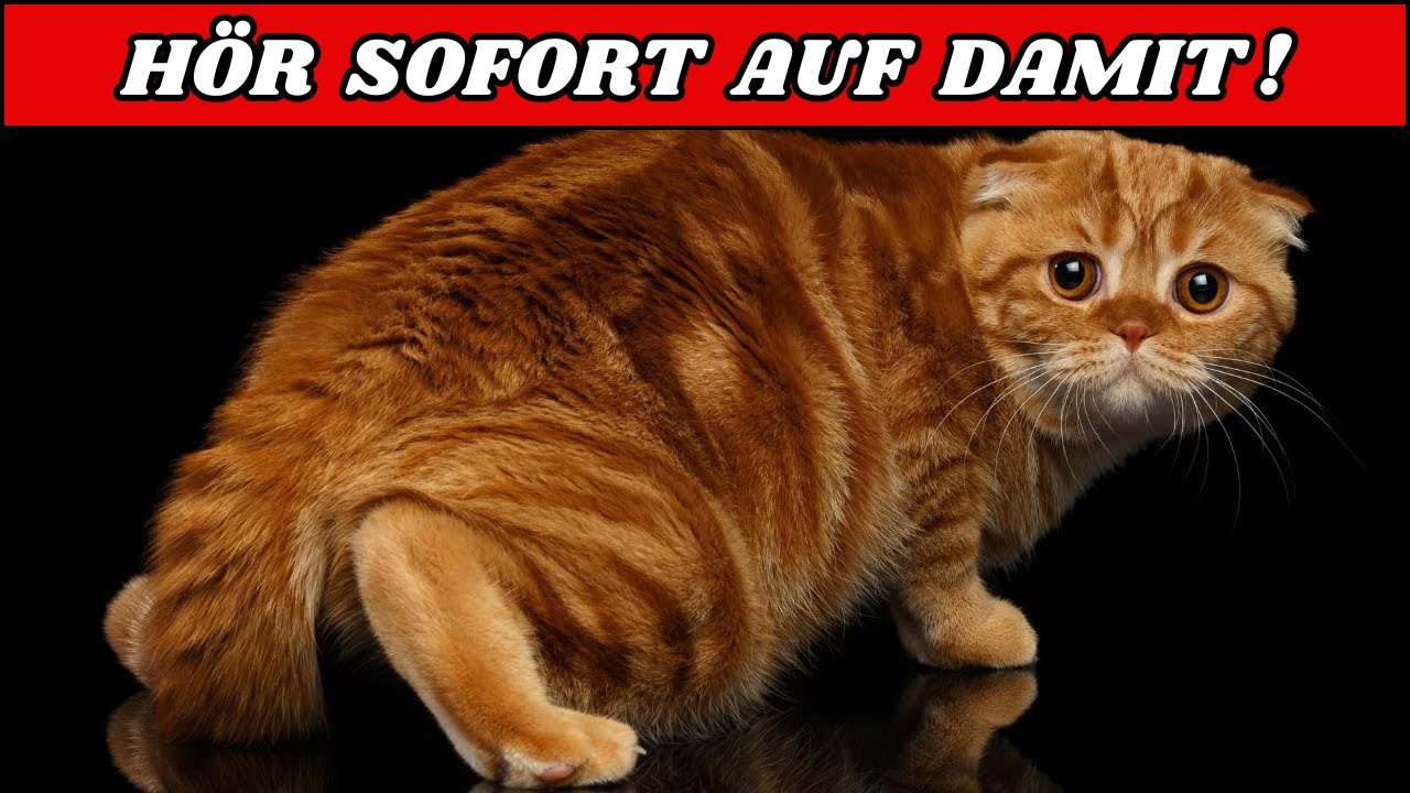 Hör auf, DAS deiner Katze anzutun – sie vergisst es nicht!