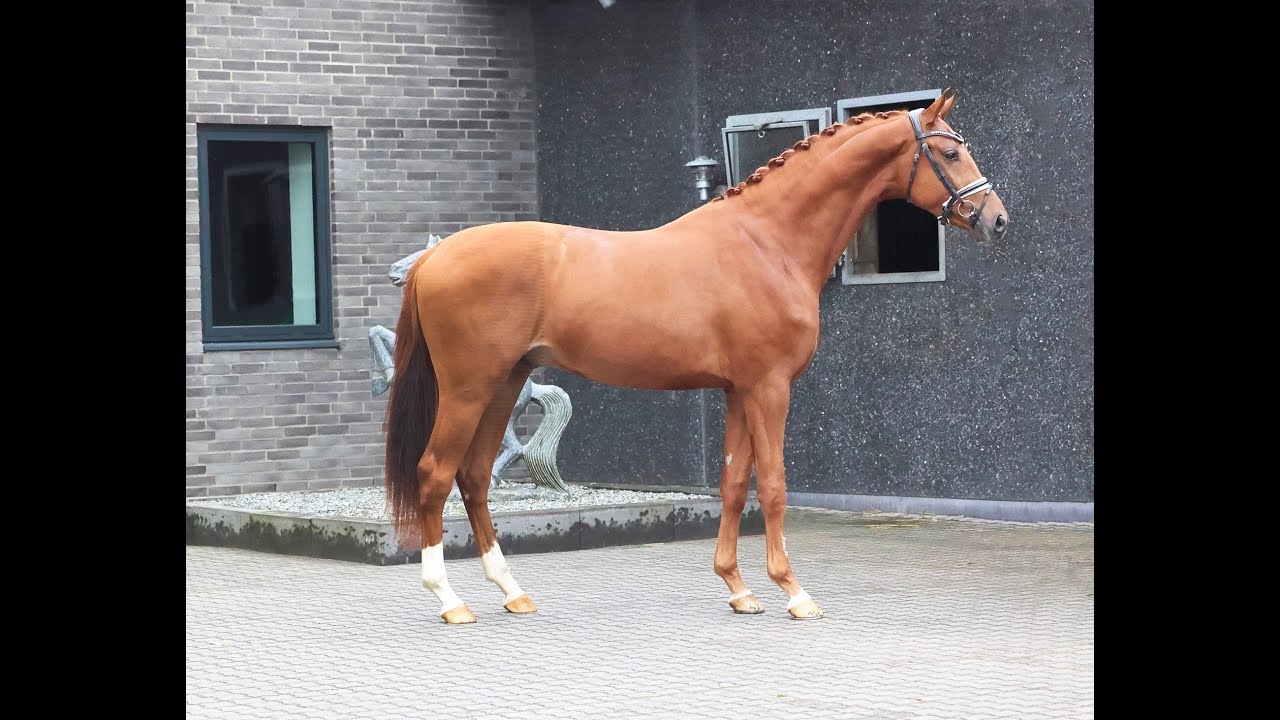 Daan G stallion by Donkey Boss/Olymbrio