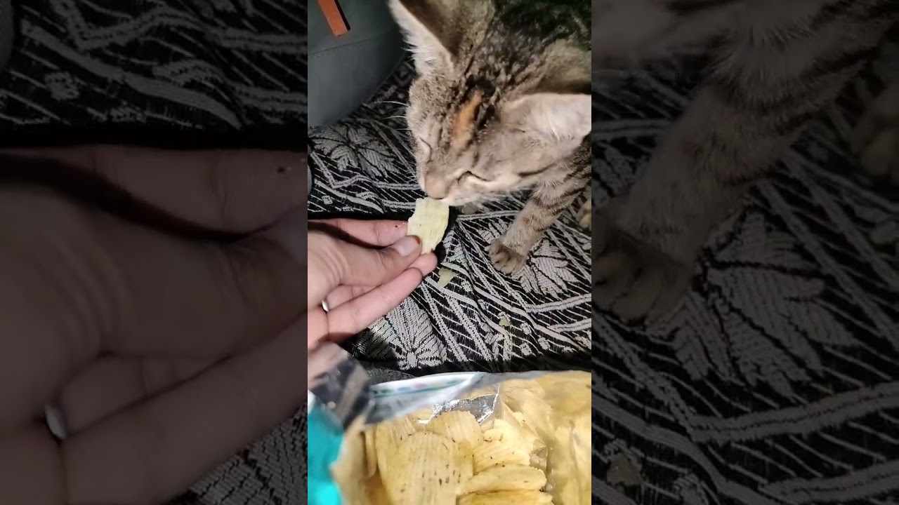 #cat