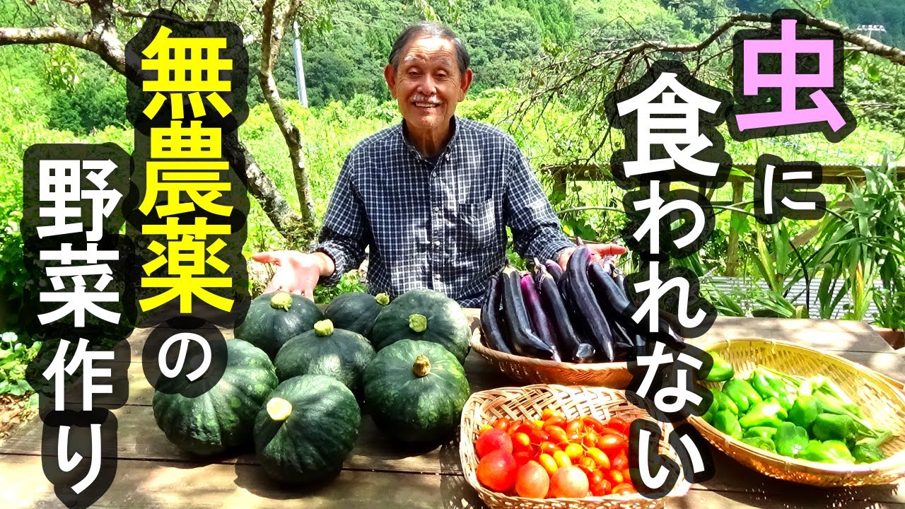 虫食いのない無農薬野菜の作り方 #自然農法 #自然農 #不耕起