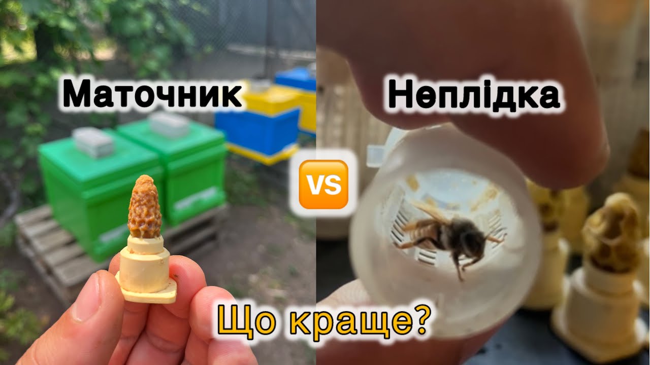 Маточник vs Неплідна матка. 🐝 Що КРАЩЕ? Поради з підсадки❕