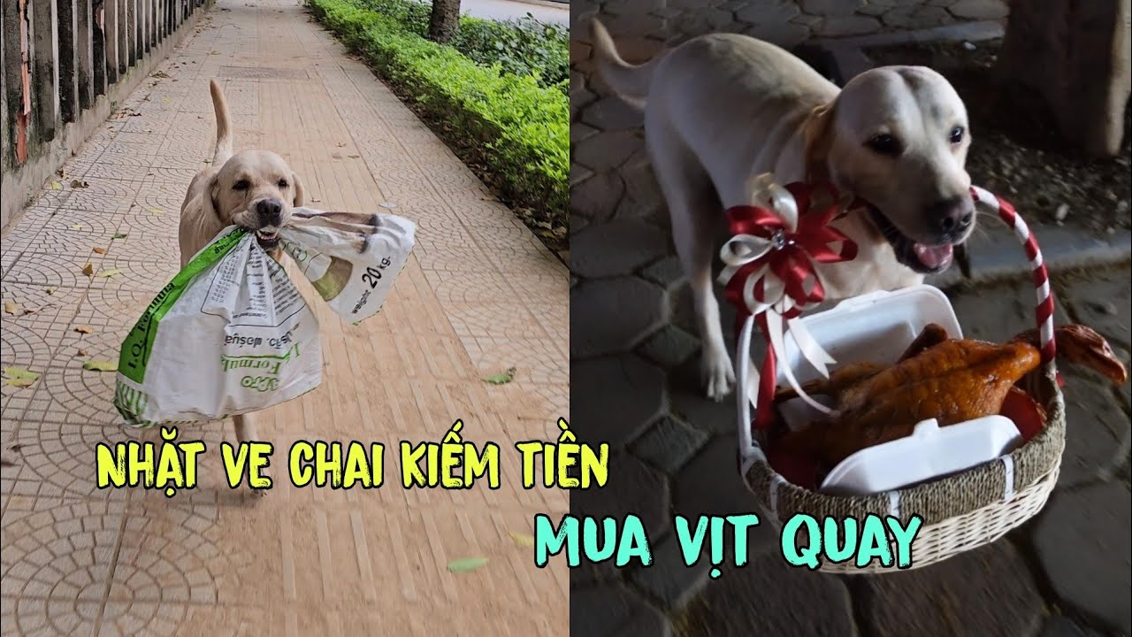 Chú chó thông minh nhặt ve chai kiếm tiền để mua vịt quay tặng sinh nhật bố