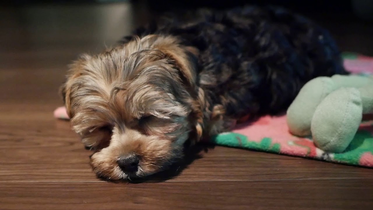 First Day Home - Yorkie Poo Puppy
