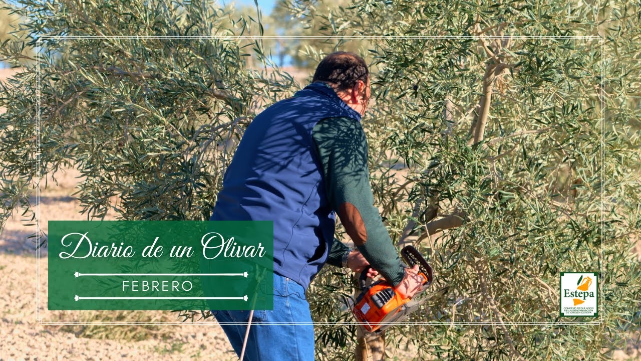 Diario de un Olivar - Febrero