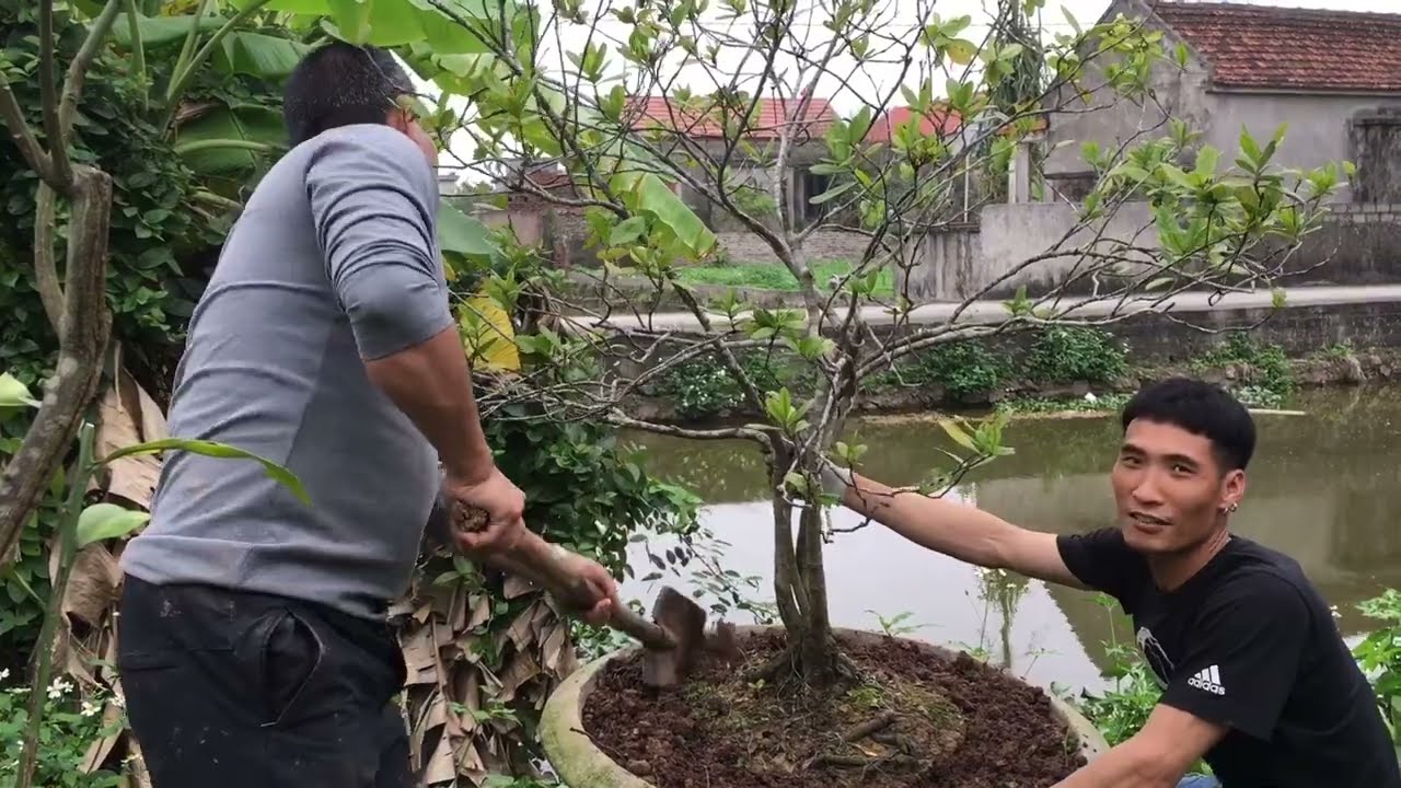 Cắt tỉa và trồng lại cây hoa mẫu đơn cổ sang chậu mới