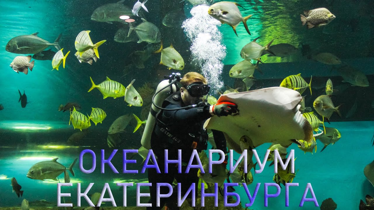 Океанариум Екатеринбурга | Ураловед