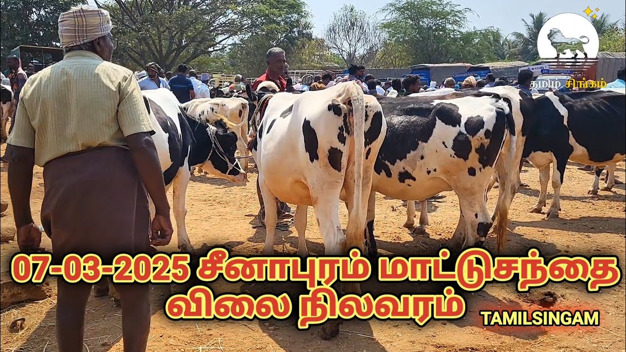 சீனாபுரம்மாட்டுச்சந்தை| பெரிய பெரிய மாடுகள்வரத்து குறைவு விற்பனை மந்தம் #cow #cattle #tamilsingam