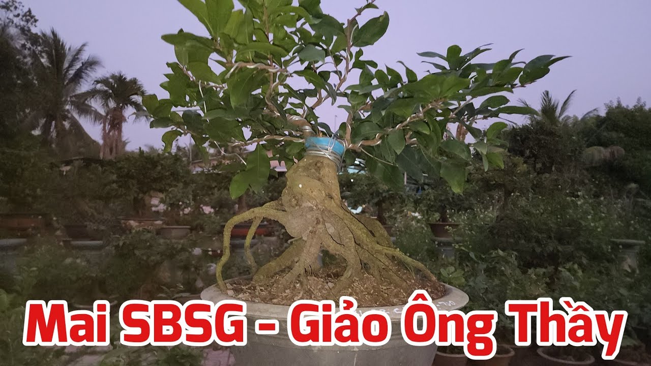 Ngày 26/01 - Mai SBSG - Giảo Ông Thầy Chơi Tết