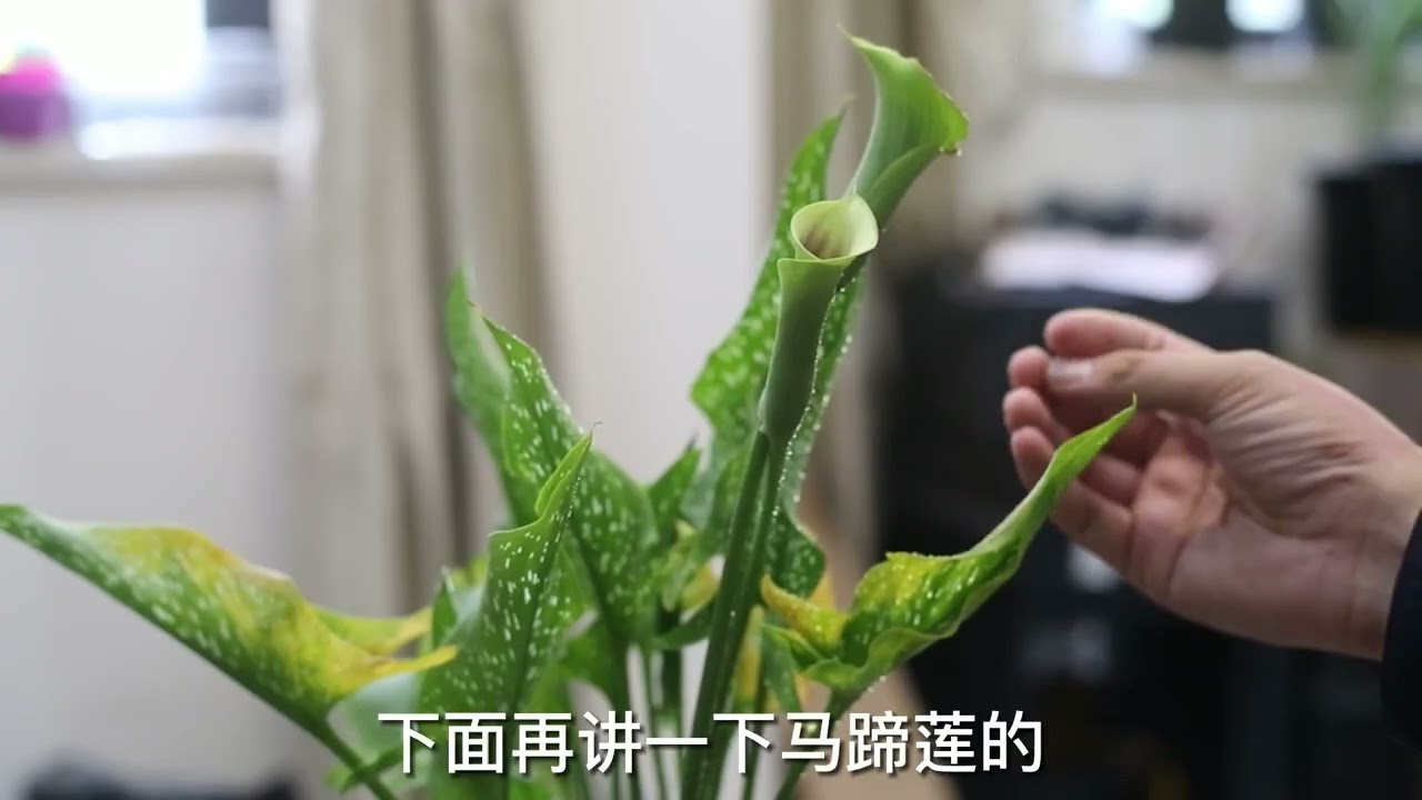 马蹄莲怎么养｜园艺师教学｜教你马蹄莲的详细养护技巧