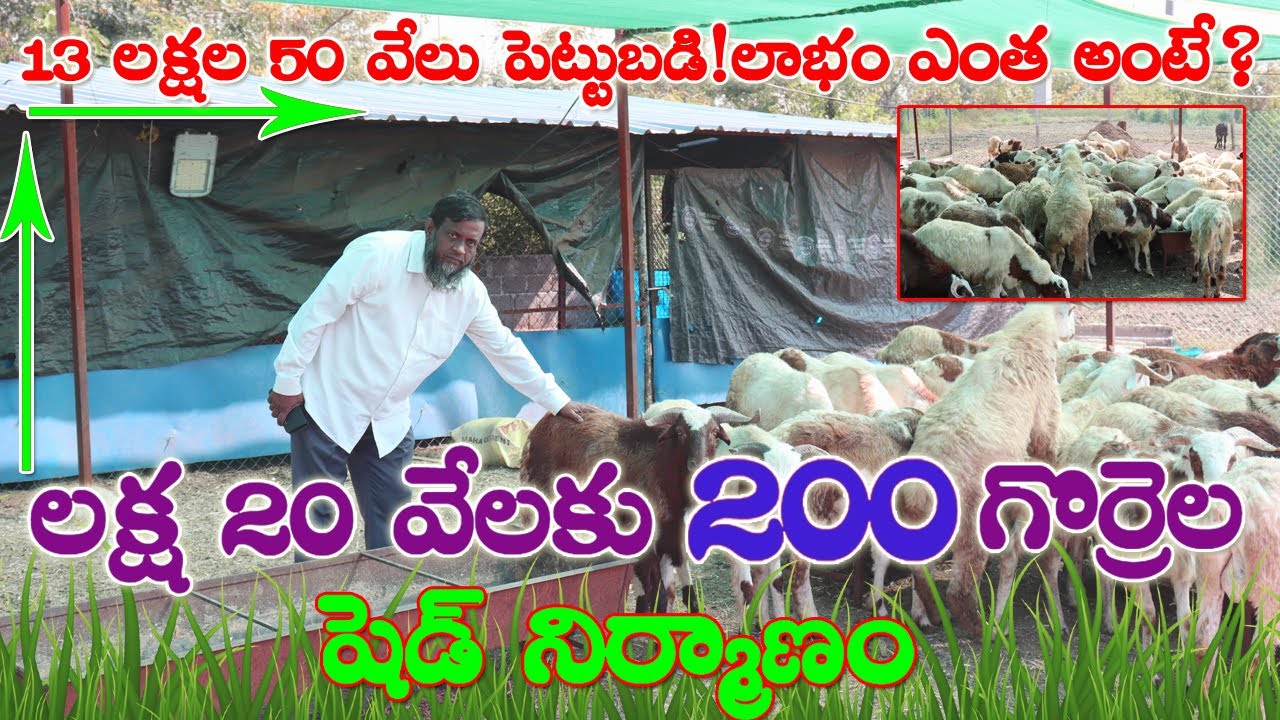 తక్కువ ఖర్చు తో 200 గొర్రెల షెడ్ నిర్మాణం?మొదటి బ్యాచ్ లో లాభాలు ఎంత అంటే?Sheep Farming |Live stock