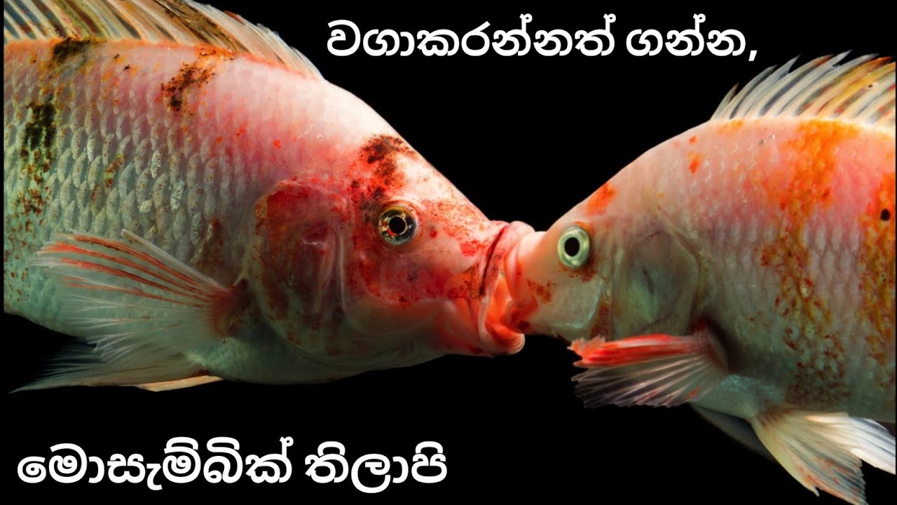 මොසැම්බික් මාළු හරියට රැකබලාගන්න | Mozambique Tilapia CARE