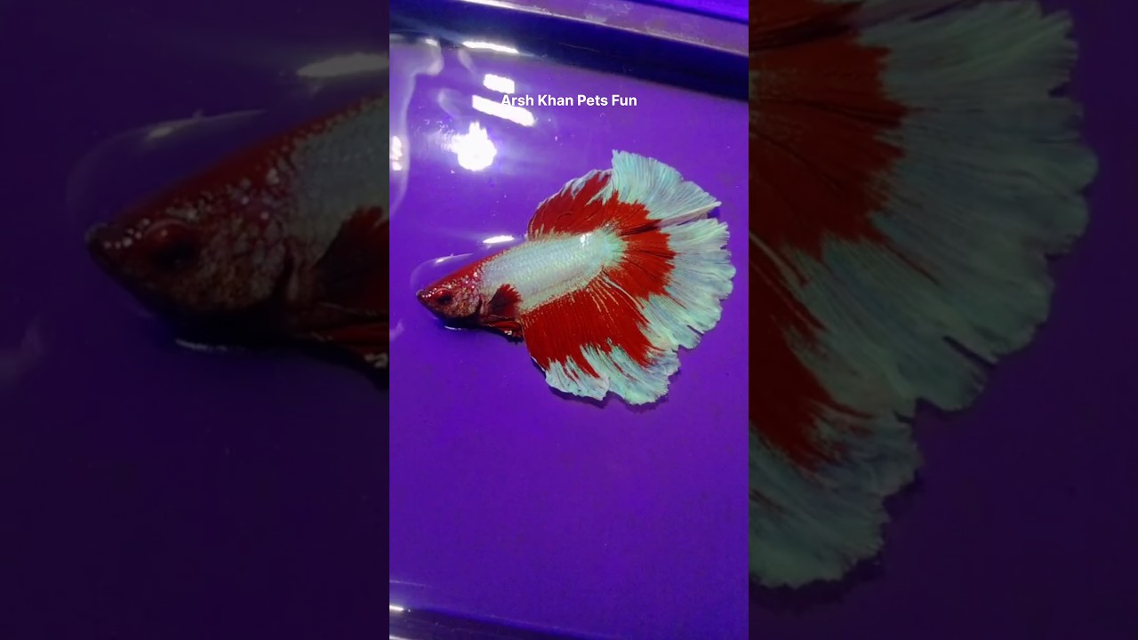 Red and white half moon Betta fish 😍 || #fish #shorts