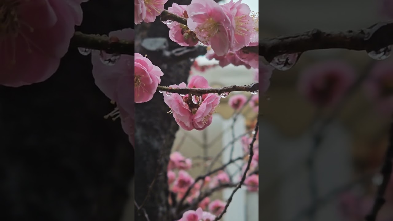 紅梅の 春雨しずく 落ちきらず 枝先ふるえ 息までとまる♪🌸💧の巻き。